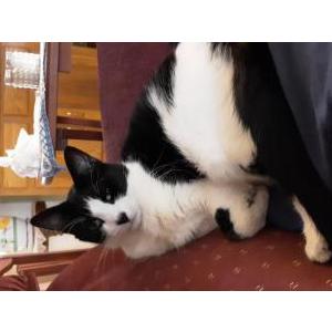 Image of Lacey, Lost Cat