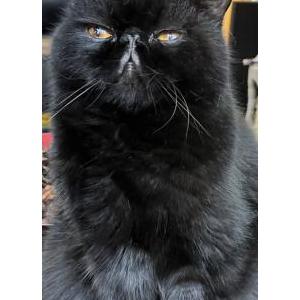 Image of Carbon, Lost Cat