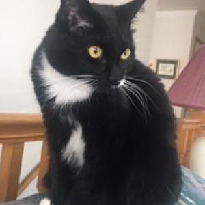 Lost Cat Millie