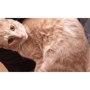 Image of Moe, Lost Cat
