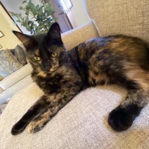 Image of Maui, Lost Cat