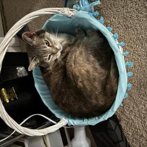 Lost Cat Josie