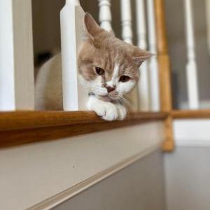 Lost Cat Sundae