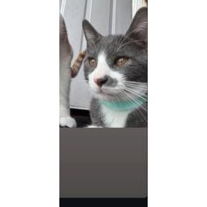 Lost Cat Berlizo
