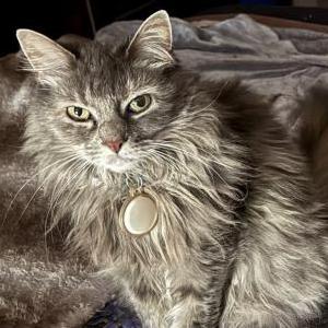 Image of Karlee - long, Lost Cat