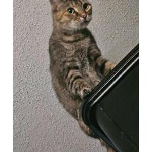 Image of Rui, Lost Cat