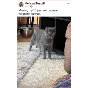 Lost Cat Kitty Boy