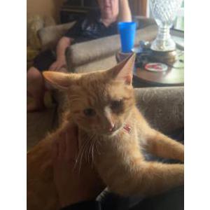 Lost Cat Simba