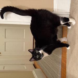 Lost Cat Slinky