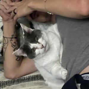 Lost Cat Fatty