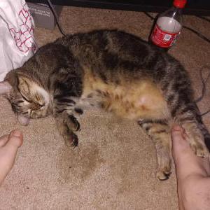 Lost Cat Hallow