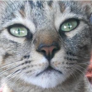 Lost Cat mojo