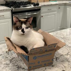 Lost Cat Snowball
