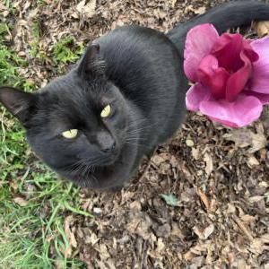 Image of Juno, Lost Cat