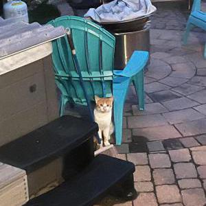 Image of Unknown, Found Cat