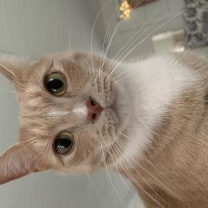 Image of Thody, Lost Cat
