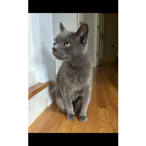 Lost Cat Charlie