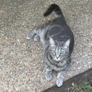 Lost Cat Lucy
