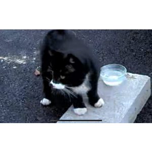 Image of Unknown, Found Cat