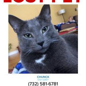 Lost Cat Ollie