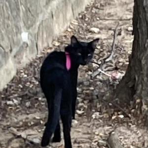 Found Cat Pink Collar