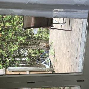 Image of Unknown, Found Cat