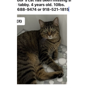 Lost Cat Huggy Bear