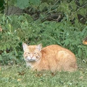 Found Cat Unknown