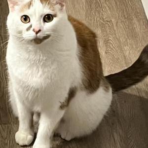Image of Kuza, Lost Cat