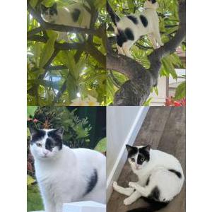 Lost Cat Nala