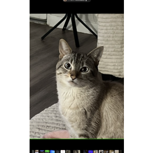 Lost Cat Sova