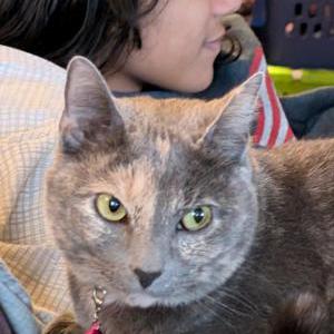 Lost Cat Sarah