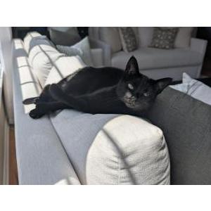 Image of Calypso, Lost Cat