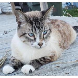 Lost Cat Alex