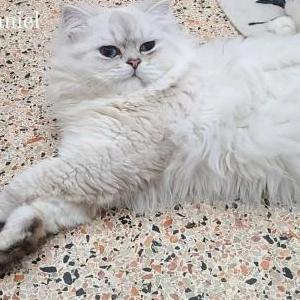 Lost Cat Daniel