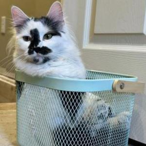 Image of Althea, Lost Cat