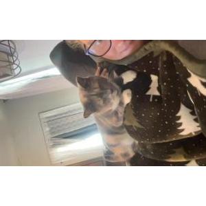 Lost Cat Lele