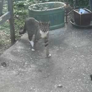Found Cat Unknown