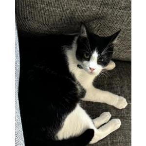 Lost Cat Shrimp