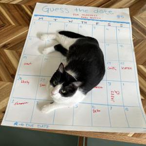 2nd Image of Shrimp, Lost Cat