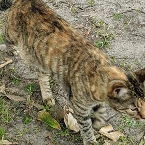 Image of Bella, Lost Cat