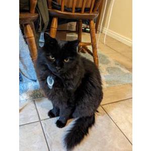 Lost Cat Vlad
