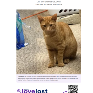 Lost Cat Macaroni Power Flame