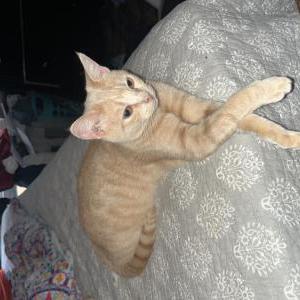 Image of Mango, Lost Cat