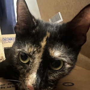 Found Cat Found Tortie Kitten