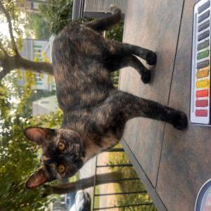 Image of Memphis, Lost Cat