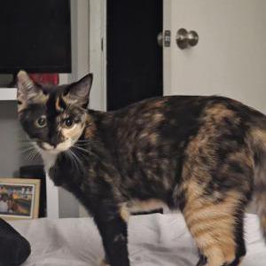 Lost Cat Michi