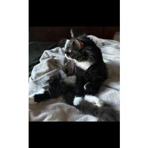 Lost Cat LO