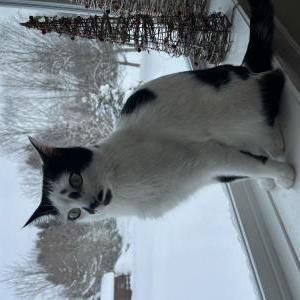 Image of Sully, Lost Cat