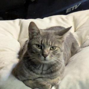 Found Cat Unknown